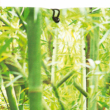 STYLIA árnyékoló növénymintás díszítéssel - Bambusz