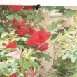 STYLIA árnyékoló növénymintás díszítéssel - Rózsa