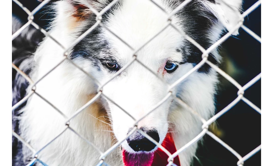 Kerítés kutyásoknak: biztonság, stabilitás és kényelem